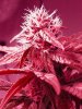 blueberry-edit-red.jpg