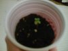 grow day 4 #1.jpg
