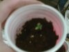 grow day 4 #3.jpg