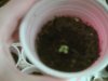 grow day 4 #4.jpg