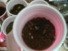 grow day 4 #5.jpg