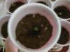 grow day 4 #6.jpg