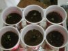 grow day 4 #7.jpg