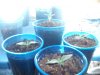 tree and plants 062.jpg