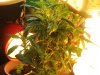 clasonde-albums-1st-bagseed-grow-picture96790-img-2062.jpg