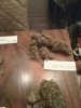 jahtrip-albums-my-bud-shots-picture96910-img-0298.jpg