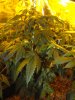 dumster from seed wk4  at 4months old.jpg