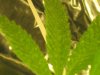 IMG_1160.jpg