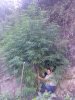 The Tree.jpg
