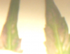 flwrleaf.png