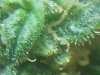 gdp trichs (8).JPG