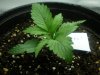 shackleford-r-albums-ls-gws-tent-grow-picture97370-pc130092.jpg