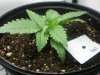 shackleford-r-albums-ls-gws-tent-grow-picture97371-pc130093.jpg
