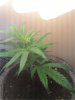 my plant.jpg