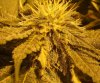 rollitup1.JPG