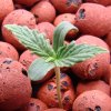 sproutday5.jpg
