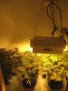 grow box.jpg