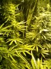 WhiteWidowMax_10.5week (1).jpg