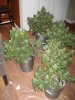 final bud 001.JPG