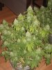 final bud 004.JPG