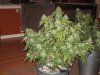 final bud 005.JPG