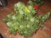 final bud 007.JPG