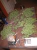 final bud 010.JPG