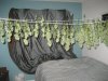 final bud 011.JPG