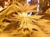 rollitup5.JPG