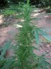 DSCN1843.jpg