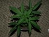 PowerKush.jpg