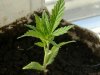 jungle jeuice . fruty juicexbig bud 043.jpg
