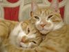 so cute 7.jpg