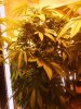 rollitup1.JPG
