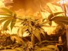 rollitup4.JPG
