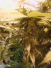 rollitup5.JPG