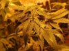 rollitup6.JPG