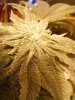 rollitup8.JPG