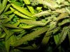 budrot 02.JPG