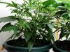 bonusagricola-albums-sun-hut-grow-1-picture98131-a.jpg
