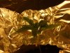 my cfl grow 009.JPG