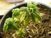 DSCN0595.jpg