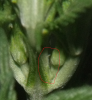preflower.png