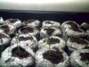seedling.jpg