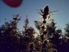 September Harvest 011.jpg