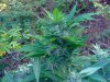September Harvest 013.jpg