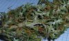 mold1.jpg