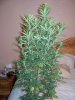 pot 007.jpg
