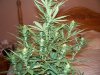 pot 010.jpg