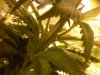 girls week8flower.jpg